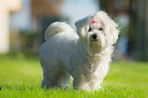 maltese adult.